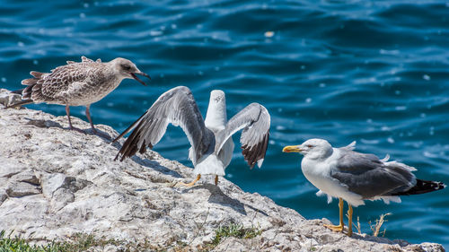 Close-up of seagulls perching on rock by lake