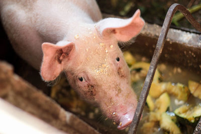 High angle portrait of pig over food 