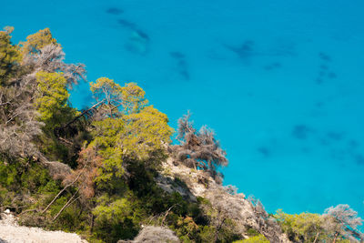 View of coral in sea