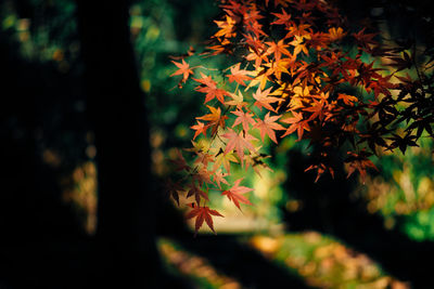 Close-up of maple tree in forest during autumn