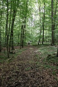 Man walking in forest