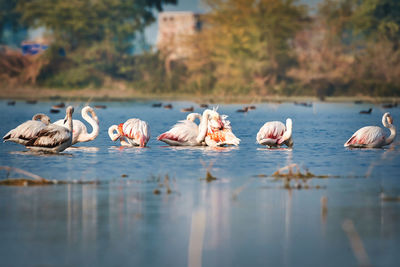 Lesser flamingos in a lake 