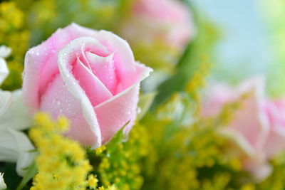 Close-up of pink rose