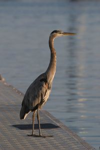 Bird perching on a lake