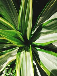 Full frame shot of palm tree