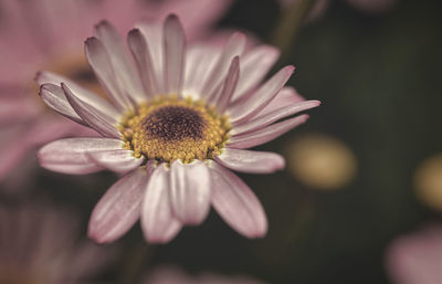 Close-up of pink flower