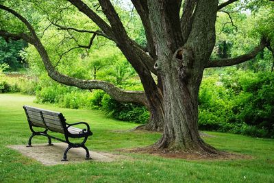 Empty bench by trees on grass in park