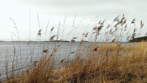 Plants growing on landscape