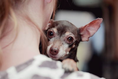 Close-up of dog relaxing on bed