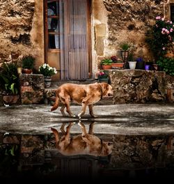 Dog standing against plants