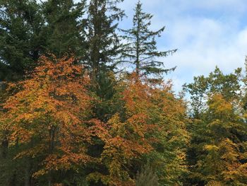 Low angle view of trees in forest during autumn