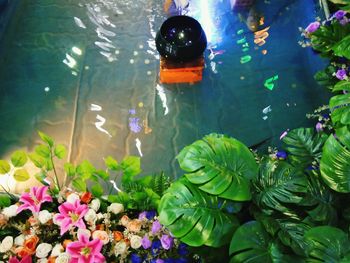 High angle view of turtle swimming in water