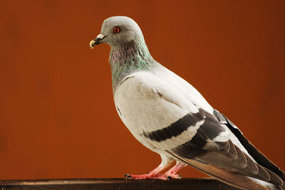Close-up of pigeon 