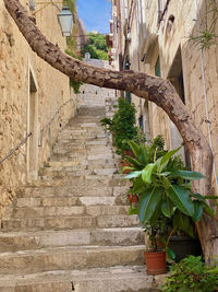 Low angle view of potted plants on wall of old building