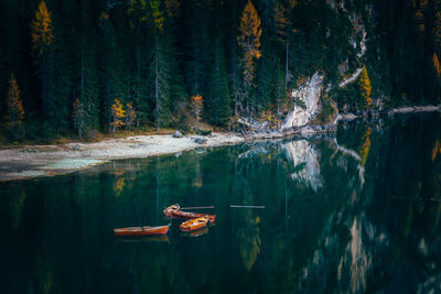 Person in lake amidst trees in forest