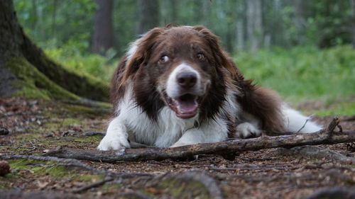 Portrait of dog on tree