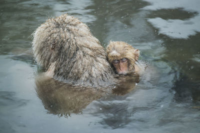 Snow monkeys taking a bath