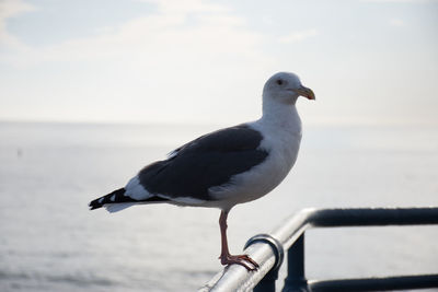 Close-up of seagulls perching on railing
