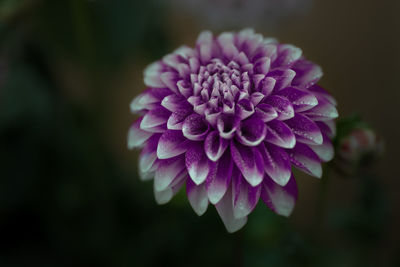 Close-up of a dahlia flower 