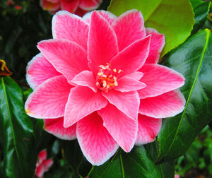 Close-up of pink flower blooming outdoors