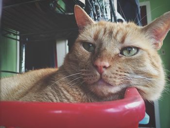 Close-up of cat