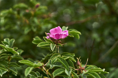 Close-up of pink flowering plant