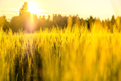 Scenic view of field against sky during sunset