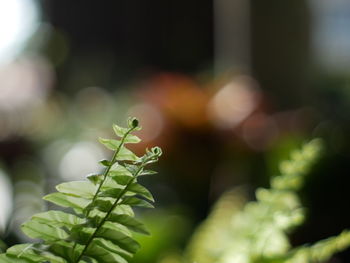 Close-up of plant