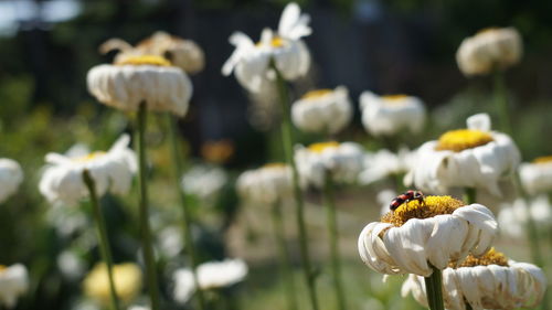 Close-up of insect on white flowering plant