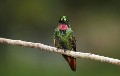 Close-up of bird perching on plant