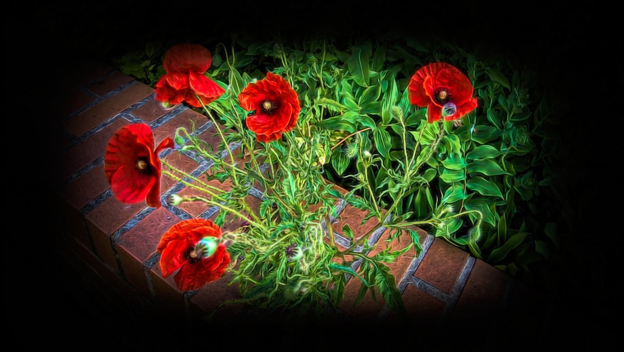 HIGH ANGLE VIEW OF RED FLOWERING PLANT IN BLACK BACKGROUND