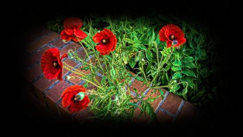 High angle view of red flowering plant against black background