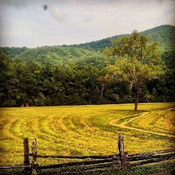 Trees on grassy field