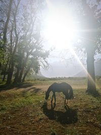 Sun shining through tree on field