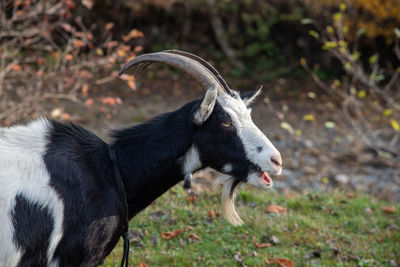 Goats going to pasture on the autumn trail