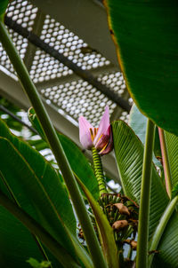 Close-up of lotus blooming outdoors