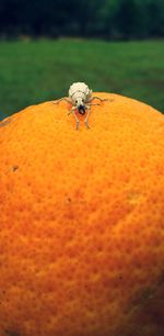 Close-up of orange