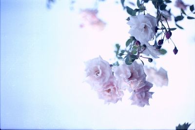 Close-up of flowers in water