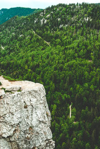Scenic view of forest