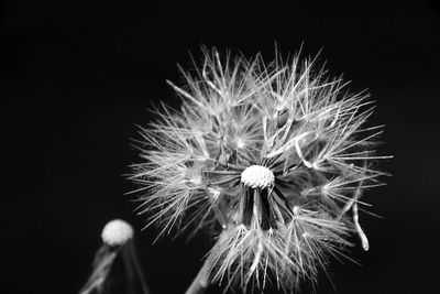 Close-up of flower over black background