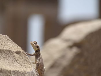 Close-up of lizard  on rock