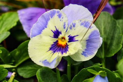 Close-up of purple flowering plant