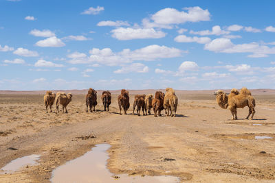 Horses in a horse