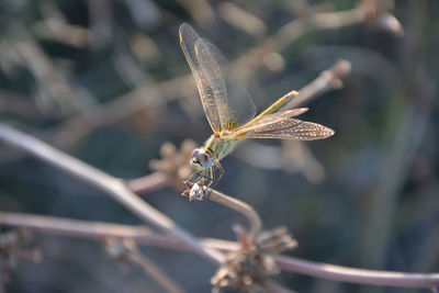 High angle view of dragonfly on plant