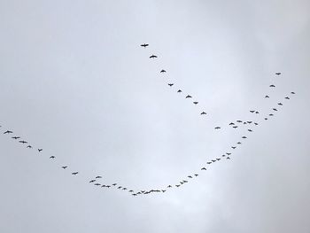 Low angle view of birds flying against sky