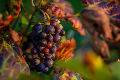 Close-up of berries growing on tree