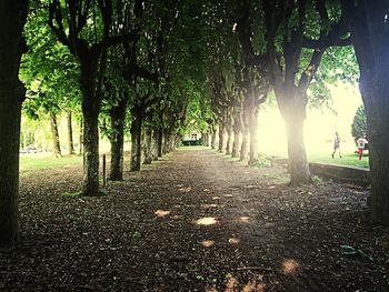 Footpath passing through forest