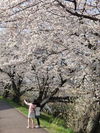 Full length of woman standing by cherry blossom tree