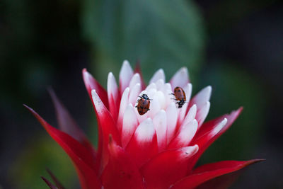 Red and white bromeliad flower with a convergent lady beetle called ladybug hippodamia convergens