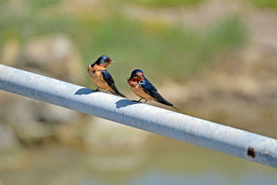 Close-up of bird perching on railing